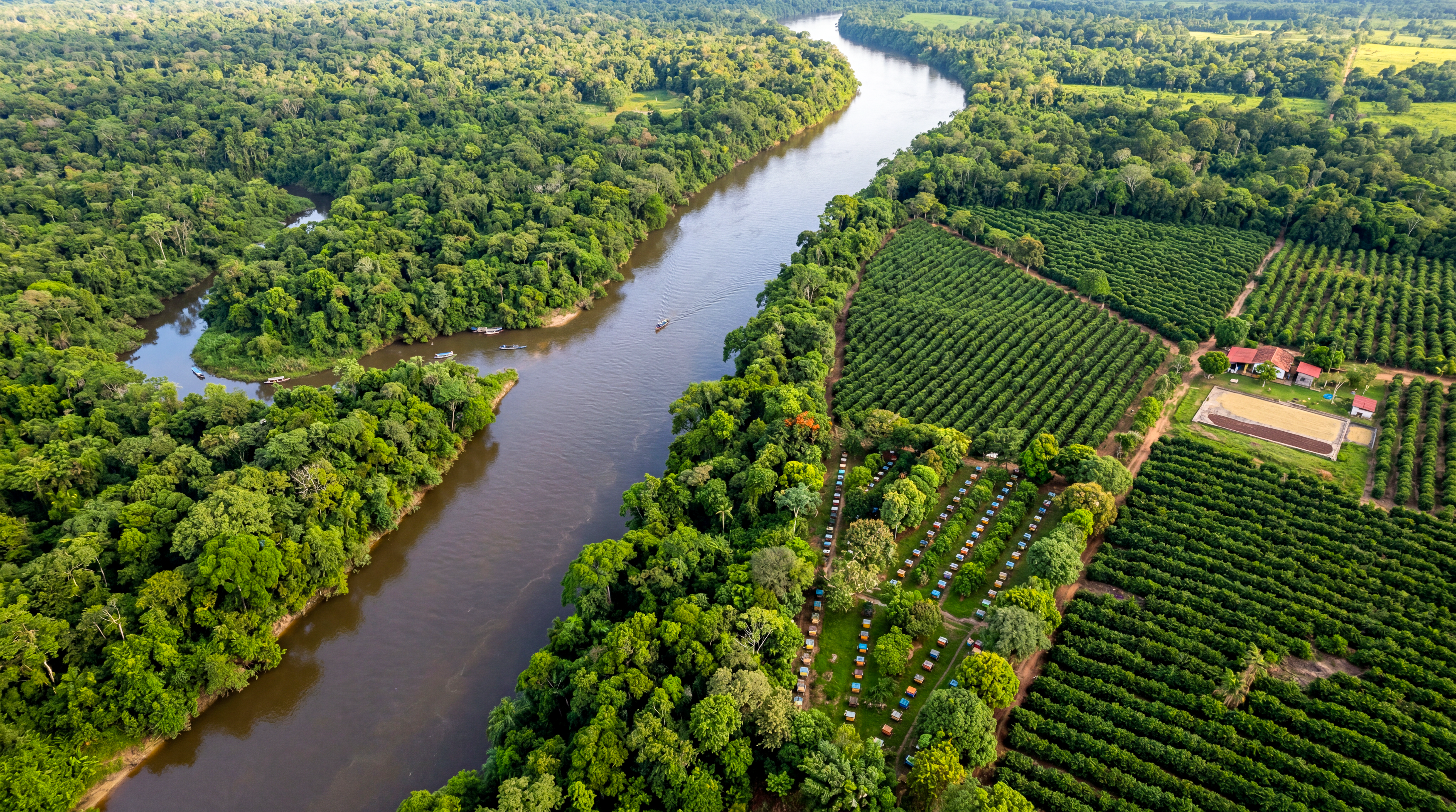 Plantação de Café Robusta Amazônico Amãbyta